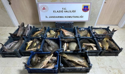 Elazığ'da kaçak avlanan 1 ton balık yakalandı