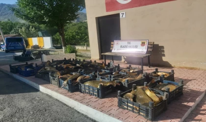 Elazığ'da kaçak avlanan 1,5 ton balık ele geçirildi