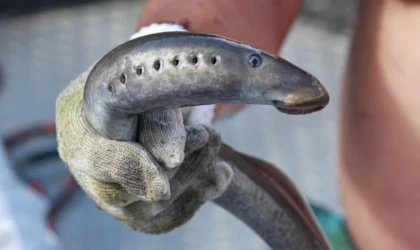Güney Avustralya’da nesli tükenmekte olan "bofa balığı" görüldü