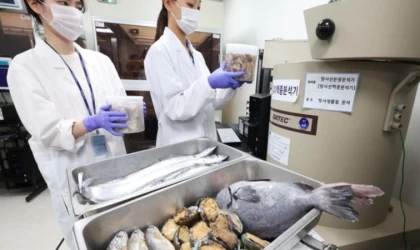 Güney Kore'de okul yemeklerindeki deniz ürünlerine ayrıntılı radyasyon testi yapılacak