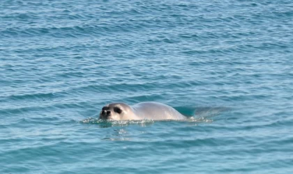 İsrail sahillerinde ünlenen "meşhur fok balığı" Yulia, Gazze'de görüldü