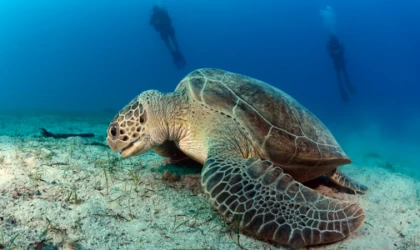 Kumsalda kilometrelerce yürüyüp caretta caretta yuvalarını kayıt altına alıyorlar