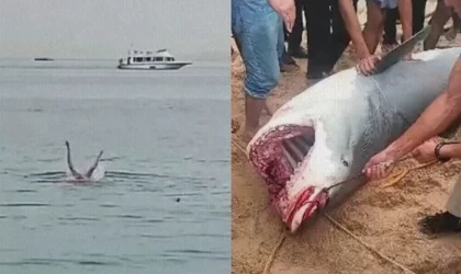 Rus turisti öldüren köpekbalığı mumyalandı