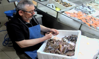 Sinop'ta iskorpit, kilogramı 300 liradan alıcı buluyor