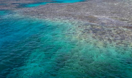 ABD'deki mercan resiflerinin renkleri, aşırı sıcak nedeniyle daha erken soluyor