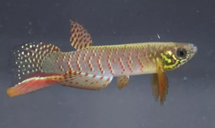 Bolivya'da suyun dışında da yaşayabilen yeni bir balık türü keşfedildi
