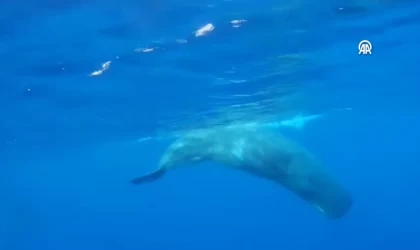 Fethiye ile Kaş açıklarında bir grup ispermeçet türü balina görüntülendi