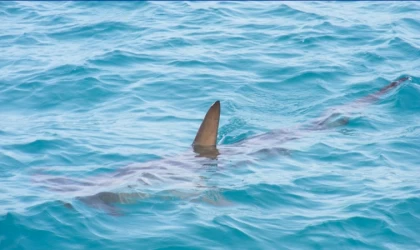 Florida açıklarındaki köpekbalıkları denize atılan uyuşturuculardan "halüsinasyon görüyor"