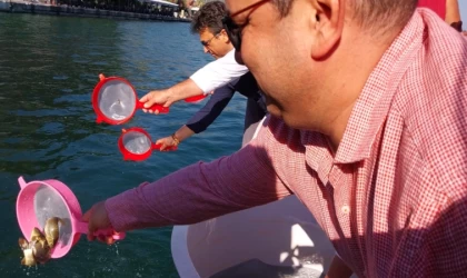 Köyceğiz'deki göl ve akarsulara 318 bin sazan bırakıldı