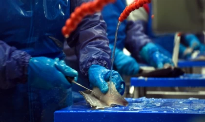 Rusya, dost olmayan ülkelerden hazır balık ve deniz ürünleri ithalatını yasakladı