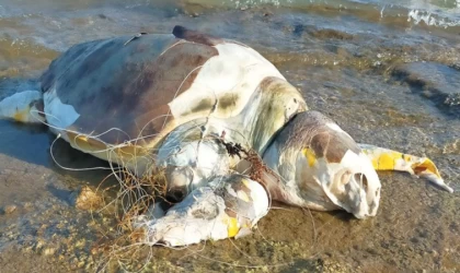 Uzmanlardan caretta carettaların korunması için balıkçılara hayalet ağ uyarısı