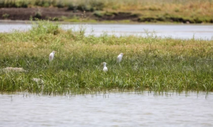 Yağışlarla su seviyesi yükselen Devegeçidi Baraj Gölü'nde canlı yaşam hareketlendi