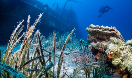 Bodrum'da deniz çayırları su altı kamerasınca görüntülendi