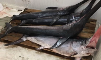 Gelibolulu balıkçı, her biri ortalama 100 kilogram gelen 4 kılıç balığı avladı