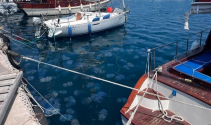 İzmir Körfezi'nde deniz anası yoğunluğu yaşanıyor