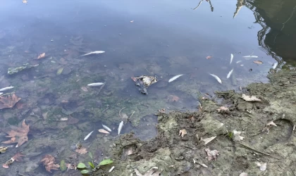 Bartın Irmağı'ndaki balık ölümlerine ilişkin inceleme başlatıldı