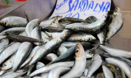 Çanakkale'de av sezonunun başlamasıyla sardalya fiyatları geriledi