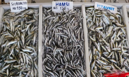 Tekirdağlı balıkçıların ağları hamsiyle doluyor