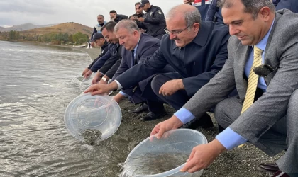 Hazar Gölü'ne 200 bin siraz balığı yavrusu bırakıldı