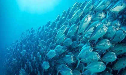 İklim değişikliği nedeniyle deniz canlıları yaşam alanlarını değiştiriyor