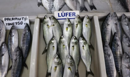 Tekirdağ'da ağlara takılan lüfer tezgahlarda yerini aldı