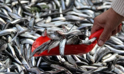 Ekonomik balık türleri ısınma nedeniyle Marmara'da daha kısa kalıyor