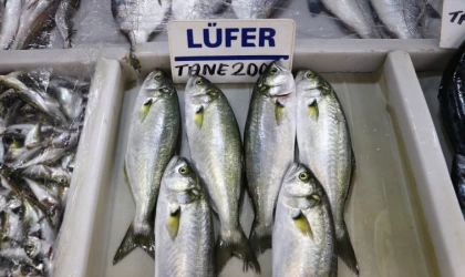 Tekirdağ'daki lüfer bolluğu tezgahlarda fiyatları aşağı çekiyor
