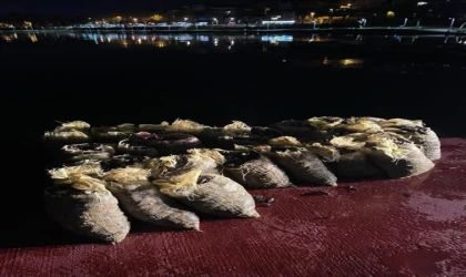 İstanbul'da kaçak midye avlayan 7 kişiye para cezası