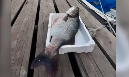 Sinop'ta bir balıkçının ağına 15 kilogramlık levrek takıldı