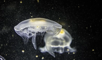 Yeni Zelanda'da çok sayıda yeni okyanus canlısı türü keşfedildi