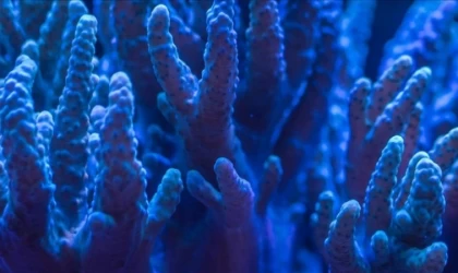 Büyük Set Resifi'nin yüzde 73'ünde ağarma görüldü