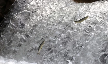 Bol yağışla derelerde yükselen debi siraz balığının üreme yolculuğuna hız kattı