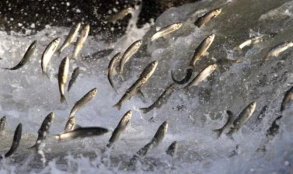 İnci kefallerinin Van Gölü'nden tatlı sulara göçü sürüyor