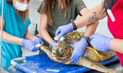 İzmir'de yaralı caretta carettanın tedavisine başlandı