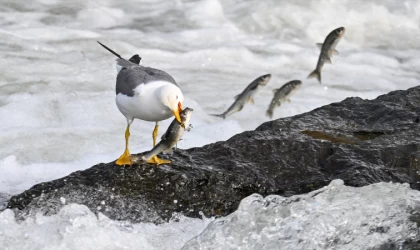 "Van Gölü'nün incileri"nin tatlı sulara yolculuğu sürüyor