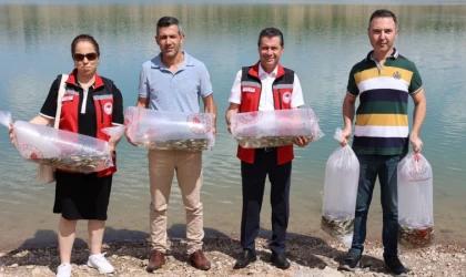 Nevşehir'de baraj göletlerine 720 bin sazan yavrusu bırakıldı