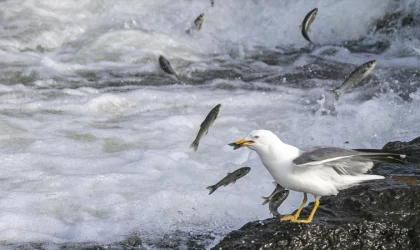 Van Gölü'nde balık göçü tamamlandı, av yasağı kalkıyor