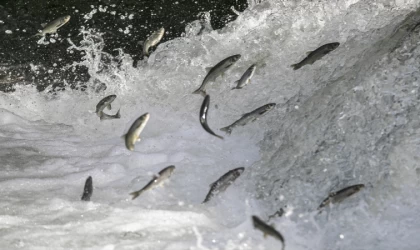 Van'da kaçak inci kefali avlayanlara 2 milyon 330 bin lira ceza verildi