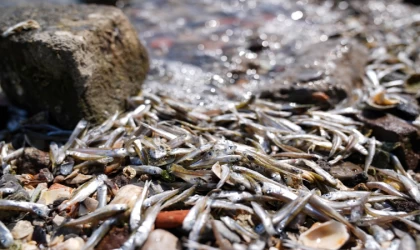 İzmir Büyükşehir Belediyesinden körfezdeki kötü koku ve balık ölümlerine ilişkin açıklama: