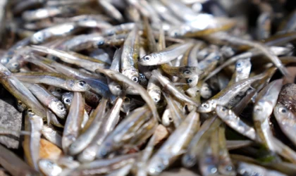 İzmir Körfezi'nde balık ölümleri devam ediyor