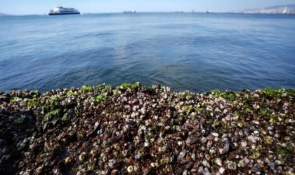 Midyelerde yüksek oranda virüs tespiti!