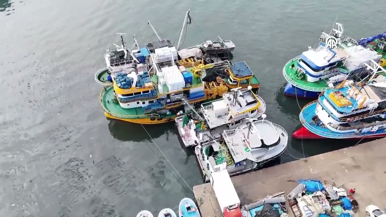 Hamsi geri döndü! İğneada açıklarında hamsi bolluğu