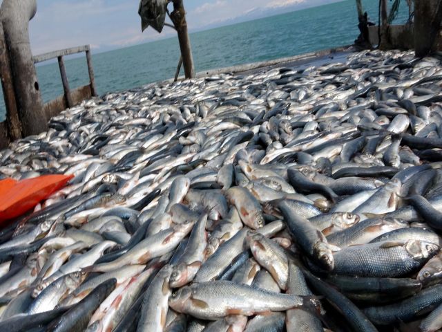 Van Gölü'nde İnci Kefali Bereketi
