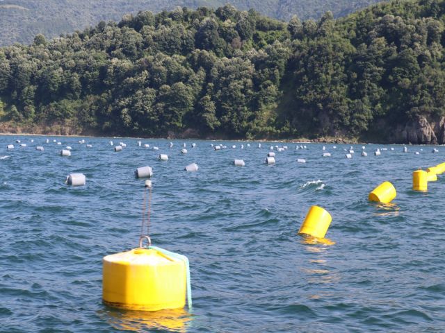 'Midye Çiftlikleri Müsilajla Mücadelede Etkin Rol Alacak'