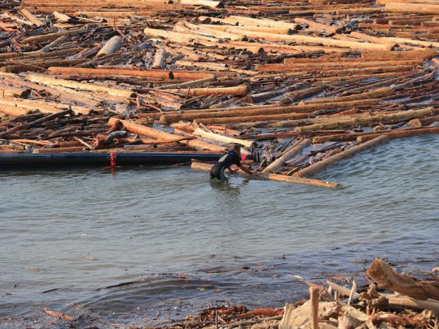 Selin Sürüklediği Tomruklar, Balıkçılığı da Vurdu
