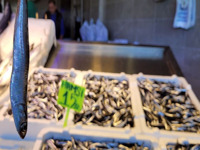 Havalar Soğudu, Hamsi Bollaştı