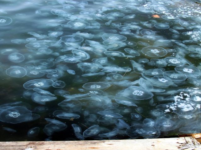 Müsilaj Gitti, Onlar Geldi… Gölcük Sahili Denizanalarının İstilasına Uğradı