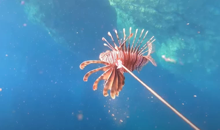 ASLAN BALIĞI SOKTU !!! Ava giderken Avlandık