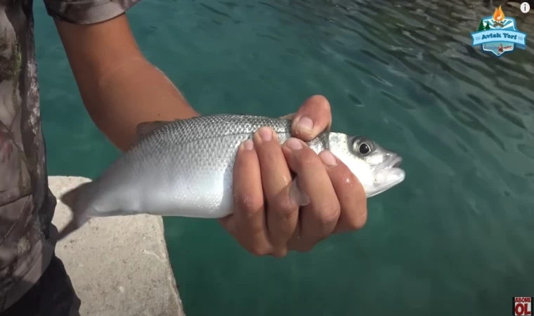 CENNET ADA ve LEVREKLER, ÇUPRALAR, KOFANALAR!! Kamp, Huzur ve Aksiyon Bir Arada!