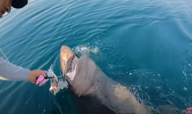 İNSAN YİYEN KÖPEKBALIĞI YAKALADIK !!! | İŞTE CANAVAR BALIĞIN GÖRÜNTÜLERİ...